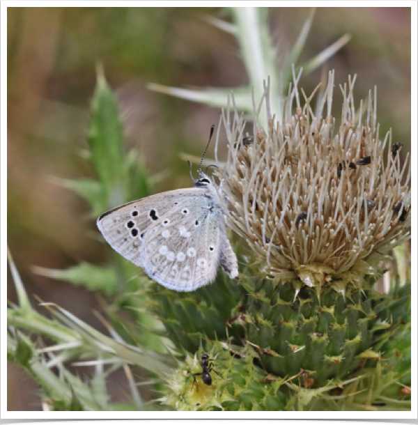 Boisduval's Blue